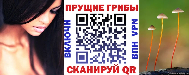 наркота Лысьва Псилоцибиновые грибы Psilocybe