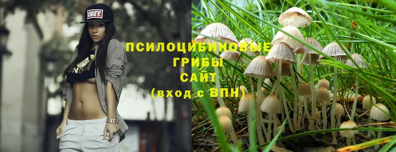 Псилоцибиновые грибы Cubensis  Лысьва 